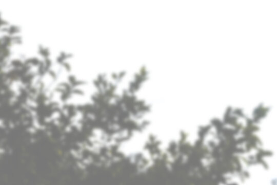 Leaves shadow and tree branch isolated on transparent background. Natural leaves tree branch dark shadow and light from sunlight dappled. Decorative Design Element for Presentations. Realistic Overlay