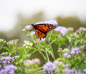 Obraz premium butterfly on flower