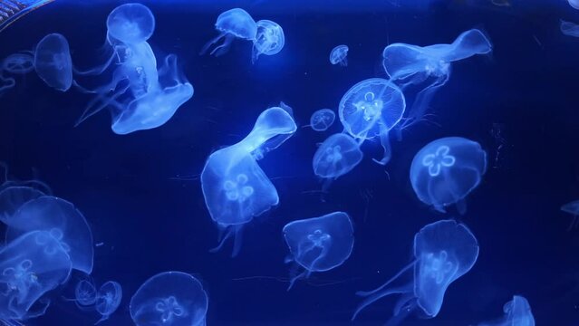 jellyfish in the depths of the sea