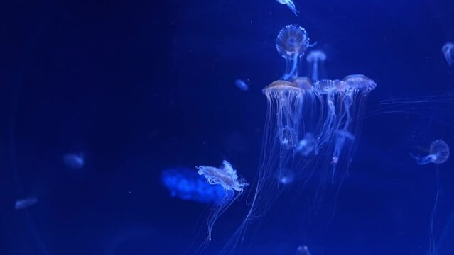 jellyfish сhrysaora pacifica life in water