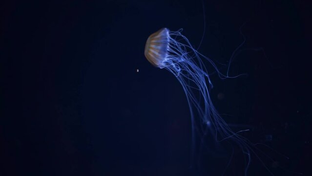 jellyfish сhrysaora pacifica lives underwater