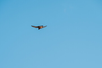 Scenic ocean landscape. with bird in Vereda da Ponta de  in Madeira island, Portugal.