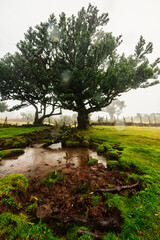 Fanal Forest. Misty forest in Fanal.  Old laurel tree in laurel tree forest in madeira in Portugal