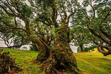 Fanal Forest. Misty forest in Fanal.  Old laurel tree in laurel tree forest in madeira in Portugal