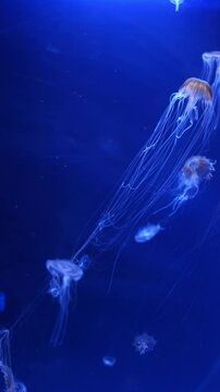 jellyfish сhrysaora pacifica vertical video