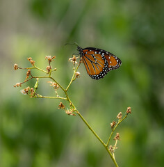 monarch butterfly