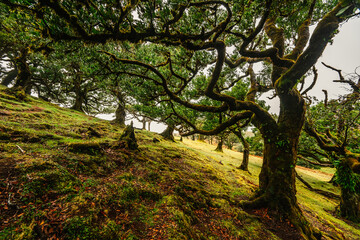 Fototapeta premium Fanal Forest. Misty forest in Fanal. Old laurel tree in laurel tree forest in madeira in Portugal
