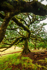 Fanal Forest. Misty forest in Fanal.  Old laurel tree in laurel tree forest in madeira in Portugal