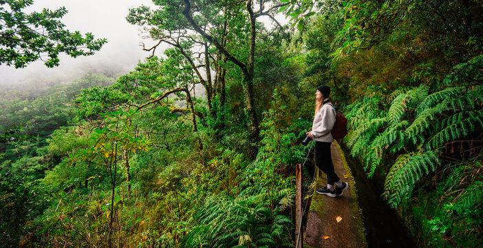 Magical misty green forest with waterfalls in Levada do Norte, Madeira island, Portugal. PR17 Pinaculo e Folhadal