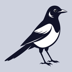 Magpie bird black and white Silhouette Art. Oriental magpie robin bird design on white background. Easy editable layered illustration. Wild Animals.