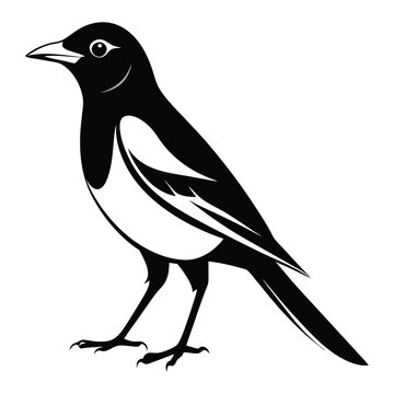 recommend clip art: Magpie bird black and white Silhouette Art. Oriental magpie robin bird design on white background. Easy editable layered illustration. Wild Animals.