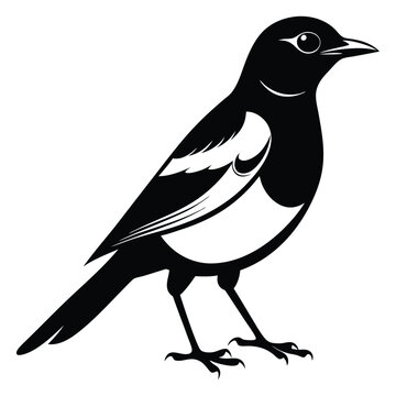 recommend clip art: Magpie bird black and white Silhouette Art. Oriental magpie robin bird design on white background. Easy editable layered illustration. Wild Animals.