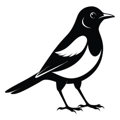 Magpie bird black and white Silhouette Art. Oriental magpie robin bird design on white background. Easy editable layered illustration. Wild Animals.