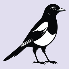 Fototapeta premium Magpie bird black and white Silhouette Art. Oriental magpie robin bird design on white background. Easy editable layered illustration. Wild Animals.
