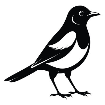 recommend clip art: Magpie bird black and white Silhouette Art. Oriental magpie robin bird design on white background. Easy editable layered illustration. Wild Animals.