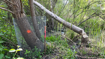 A tree protected from a beaver by a metal mesh, next to a tree gnawed and felled by a beaver