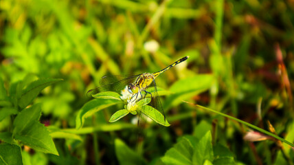 Dragonfly feeding on insects on a green leaf with plants on a blurred natural green background