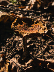 Mushroom in the forest