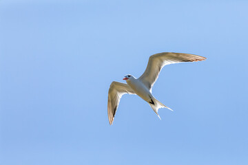 Royal tern (Thalasseus maximus), bird in the family Laridae. Santuario de Fauna y Flora Los Flamencos. Caribbean Region. Wildlife and birdwatching in Colombia