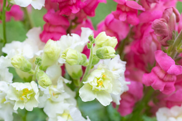 Fototapeta premium Beautiful white madame butterfly and vibrant pink snapdragons. Snaps close up. Various colors snapdragon flowers close up background.