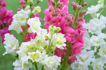 Beautiful white madame butterfly and vibrant pink snapdragons. Snaps close up. Various colors snapdragon flowers close up background.