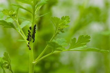 Black bean aphids infestation. Ants tending to aphids colony on a flower stem. Aphids and ants close up.