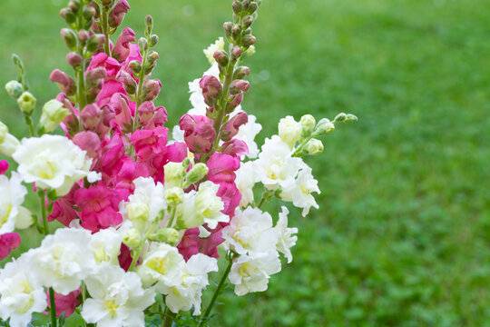 Beautiful white madame butterfly and vibrant pink snapdragons. Snaps close up. Various colors snapdragon flowers close up background.