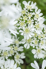 Orlaya grandiflora. White laceflower close up.