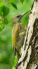 Naklejka premium European green woodpecker, Picus viridis. Juvenile green woodpecker in its natural habitat.