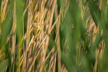 Marsh warbler singing. Acrocephalus palustris.