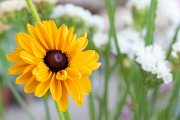 Rudbeckia Goldilocks. Rudbeckia hirta. Open bloom rudbeckia goldilocks close up.