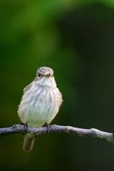 Spotted Flycatcher, Muscicapa striata front view, looking at camera.