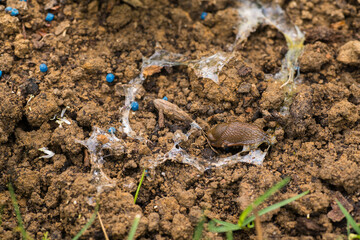 Slug pellets. Using blue slug control pellets in the garden to prevent plants damage done by snails and slugs.