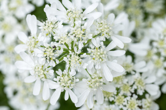 Orlaya grandiflora. White laceflower close up.