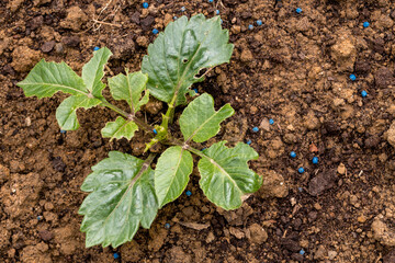 Young dahlia plant damaged by slugs. Flower leaves chewed by snails. Using slug control pellets in the garden.