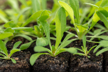 Statice seedlings in soil blocks. Soil blocking is a seed starting technique that relies on...