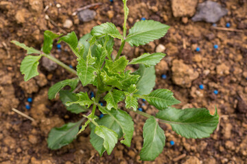Young dahlia plant damaged by slugs. Flower leaves chewed by snails. Using slug control pellets in the garden.
