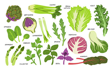 Set of green vegetables, salad leaves and herbs isolated on white. Parsley, Green lettuce, Cilantro, Lemongrass, Basil, Asparagus, Bok choy, Arugula, Kale, Spinach, Radicchio and artichoke.