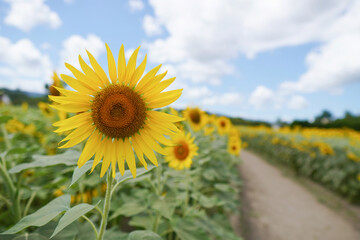 青空に映えるひまわり畑