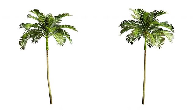 Isolated 3D realistic palm tree on the wind and black background with transparent cut out animation and alpha channel. 4k 30 fps seamless loop.