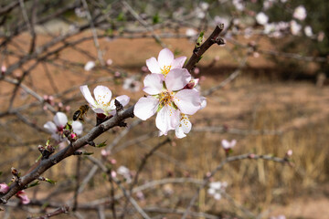 Bee flying to an almond tree flower