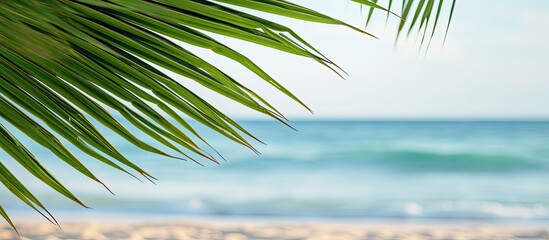 Fototapeta premium Palm tree's green leaves against a tropical beach backdrop with copy space image.