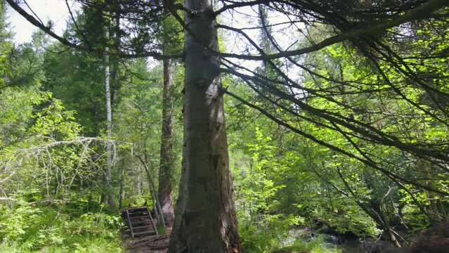 The gaint tree in bottom of forest