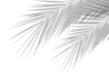 Palm branch shadow on transparent background. Tropical tree leaf shadow. Plant leaves Shadow effect overlay, Summer design element. PNG. Cut out, Flat lay, Top view