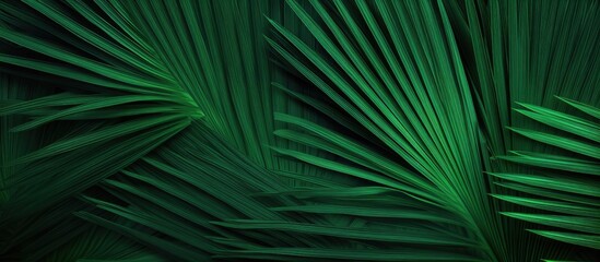 Green palm leaves featuring intricate patterns, fan-shaped, and a vibrant green hue with a light texture, suitable for copy space image.