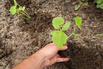 Organic vegetable garden. A man's hand with cucumber seedlings. Growing organic cucumbers in the garden.