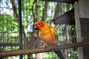 Bird parrot in the cage
