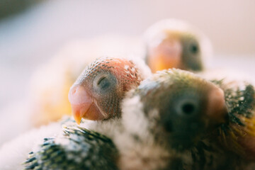 生後間もないセキセイインコの雛