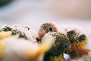 生後間もないセキセイインコの雛