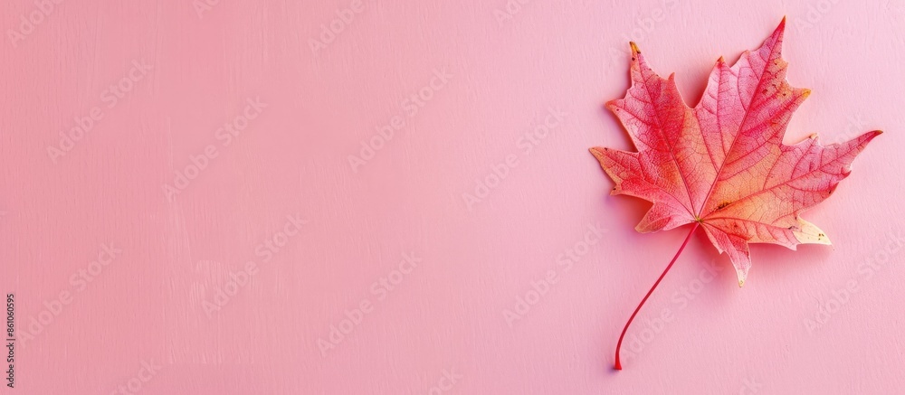 Fototapete pressed maple leaf isolated on pastel background isolated. with copy space image. place for adding t